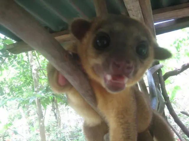 Celebrating a Decade: Fellfriends Mark Their Tenth Anniversary in Solingen