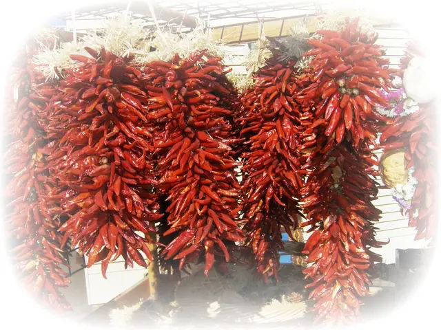 Strategies for Cultivating Chillies in Domestic Pots