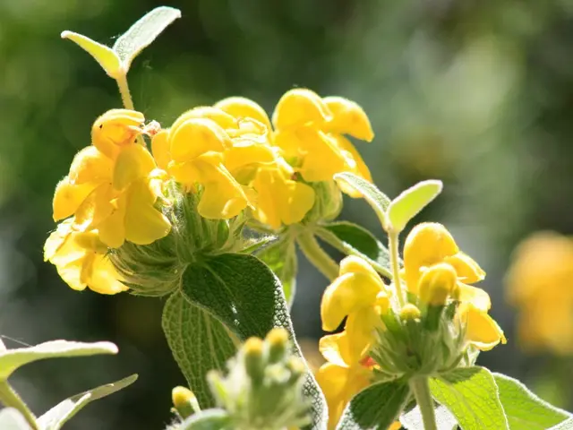 Tending to Jade Plants: A Guide for Houseplant Enthusiasts (Regarding Crassula ovata)