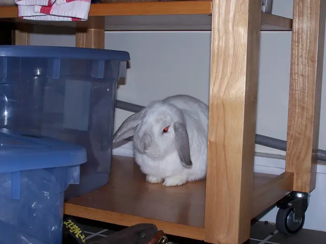 Four rabbit-approved methods to maintain a comfortable temperature for your bunny during hot summer...