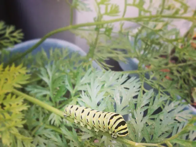 Three gardened spices were taken, causing the white butterflies, bees, and ants to withdraw.