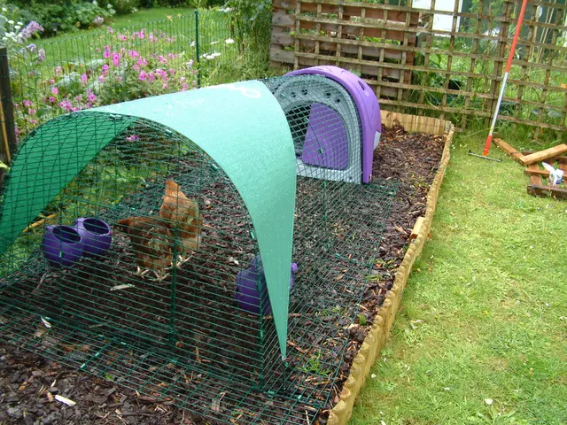 Strategies for Safeguarding Your Chickens from Aerial Threats