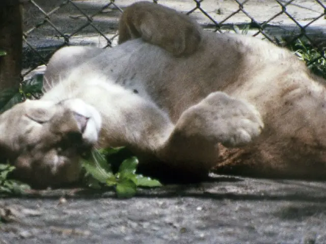 Today marks World Cat Day, as countless soft-padded feline feet find their way into animal rescues...