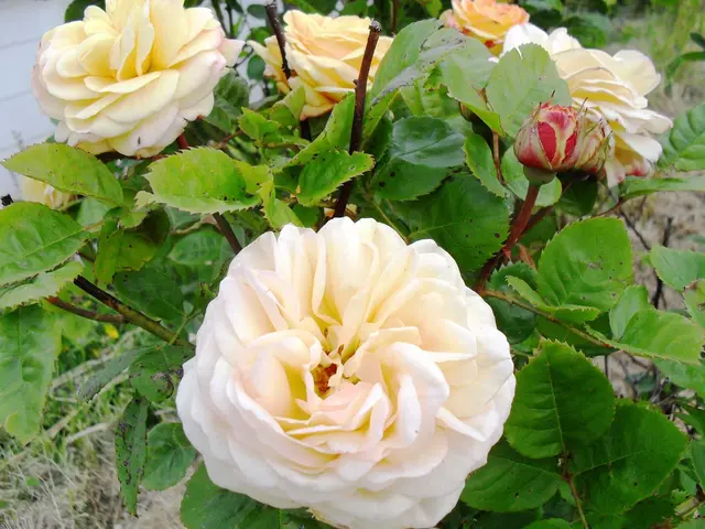 Variety of Blendings: Grasses and Flowers in Harmony (Eight Compositions)