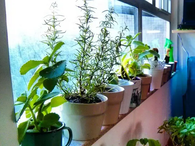 Exceptional Rare Pothos Varieties to Astonish You - Effortlessly Manageable Care Requirements