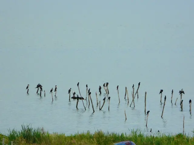 Discovering the World of Marsh-Dwellers: A Guide to Wading Birds at Martlesham Wilds