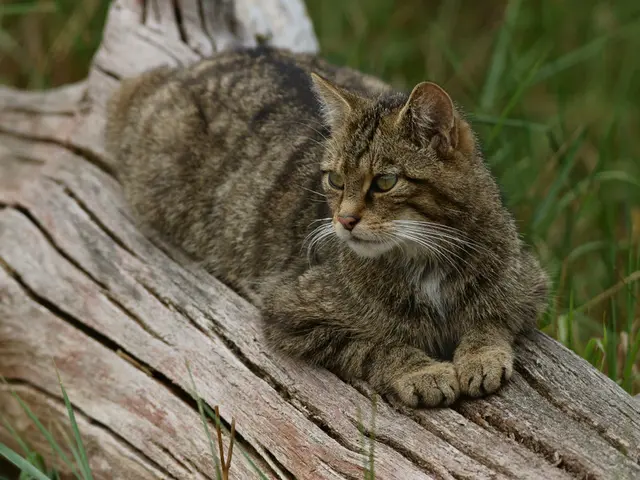 Top 6 Cat Climbing Trees for Feline Fanatics of Ascent
