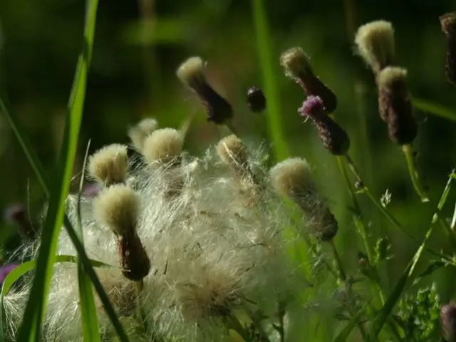 Exploring the Potential Development of Organic Farming in the Coming Years