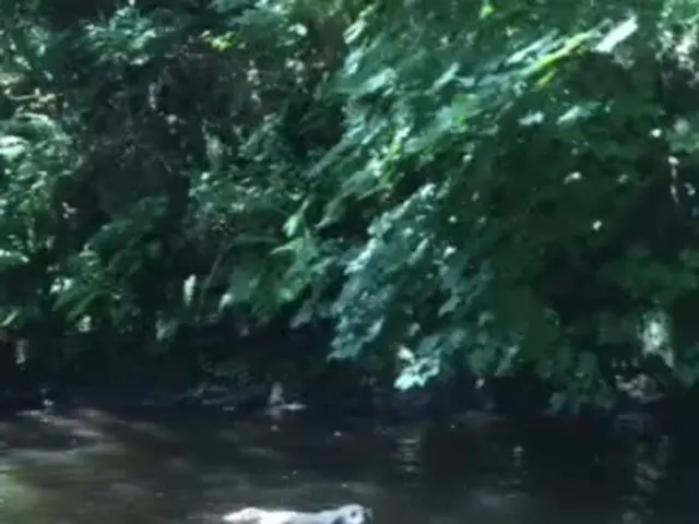 Venice's canals formerly provided a paradise for dogs, but they now pose a hazard