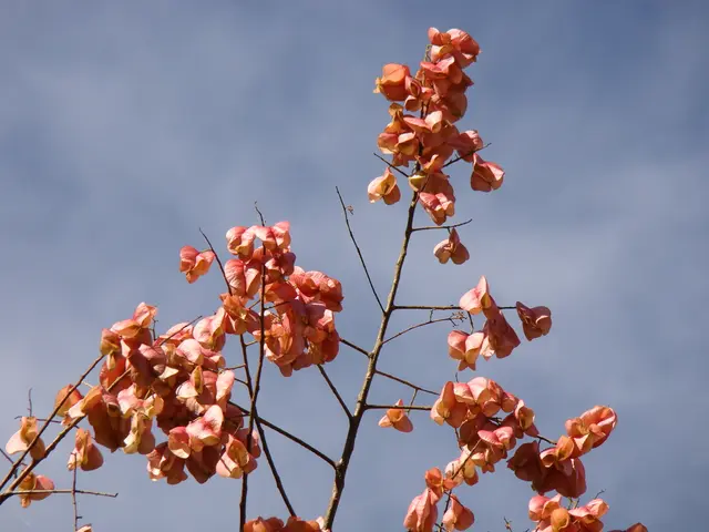 Expert Advice for a Flourishing Peace Lily: More Blooms Ahead