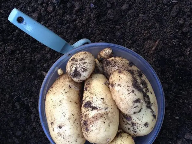 Transform Your Ground: Straightforward Guidelines for Robust Vegetable Prosperity