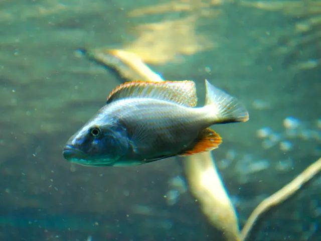 First Place in Wide Angle Ocean Art Competition 2019 Secured by Nicholas More