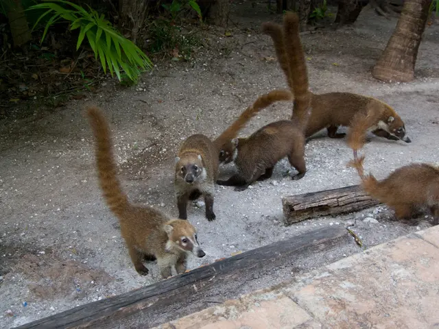 Black Forest wildlife sanctuary shelters wolves and brown bears