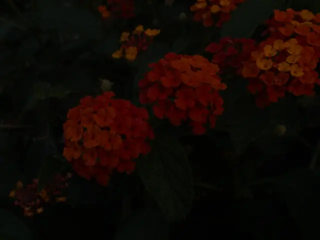 Blend Mixture of UK Indigenous Flora Species