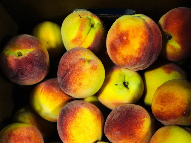 Harvesting Raspberries for Optimal Yield: Tips and Tricks