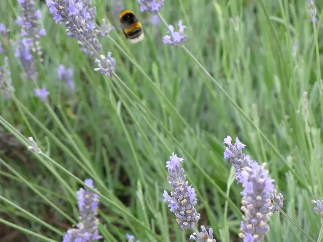 Creating a Watering Haven for Pollinators: A Guide to Installing Pollinator Water Stations in...