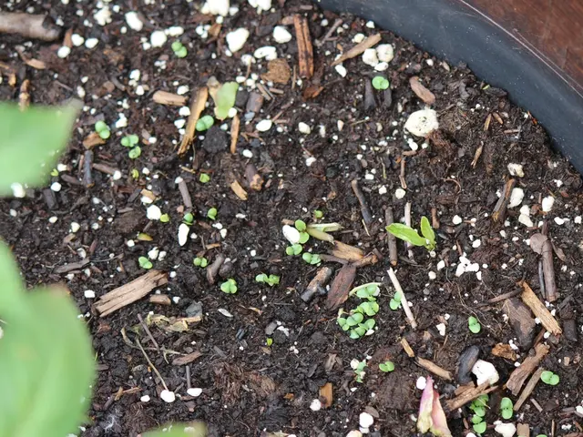 Exploring Soil Composition: A Pre-Planting Primer for Inexperienced Gardeners