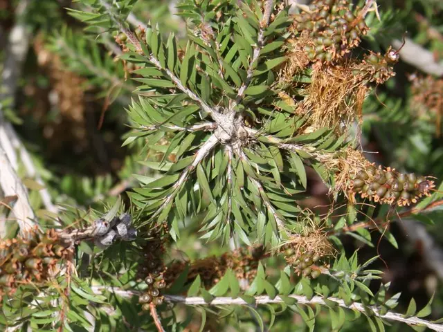 Strategic Fertilization of Citrus Trees in Containers: Crucial Dates and Advice