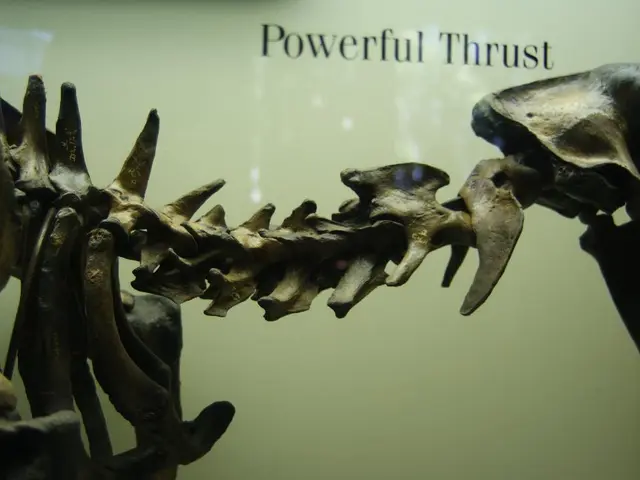 Giant Skeleton Crafted with Cricut Maker, Measuring 41 Inches