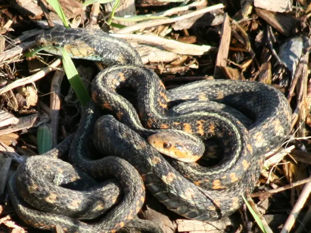 Rising Snake Encounters in Swimming Ponds and Private Gardens Spark Concerns