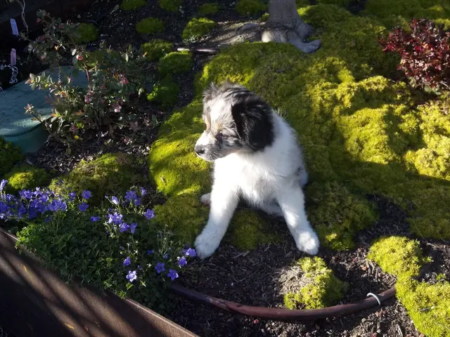 Monty Don to Create a Canine-Friendly Garden at RHS Chelsea Exhibition in 2025