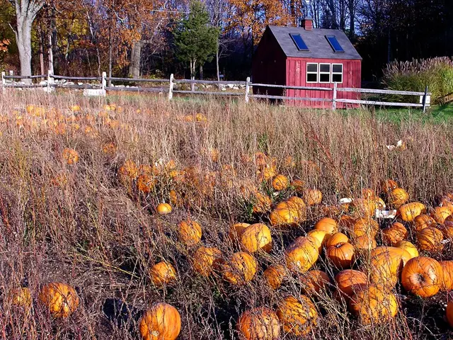 Planting Pumpkins in Seattle: Optimal Time for Abundant Yield