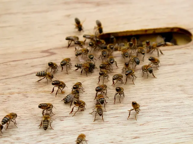 Competition in Dusseldorf's 1st district: Assessing its Eco-friendliness Towards Insect Populations