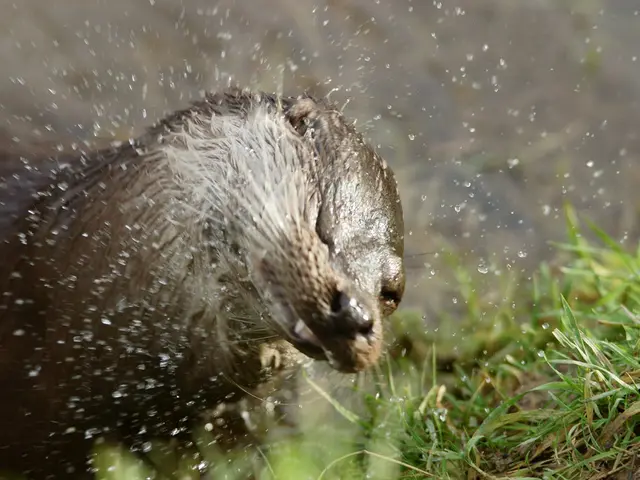 Determined Otter Stuns Crowds in Centраль Stratford's Public Area