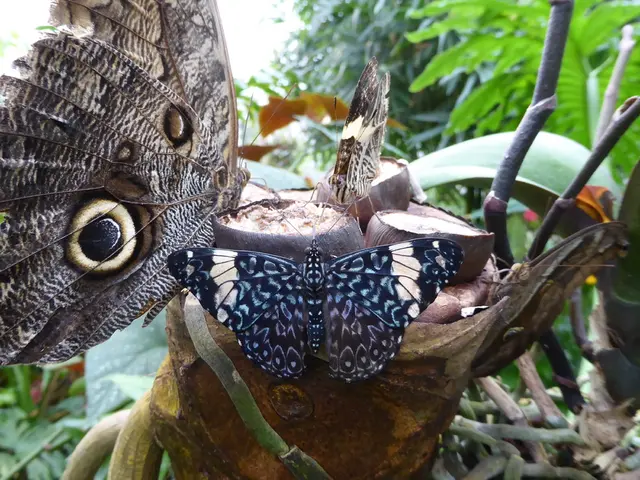 Butterflies and Tropical Milkweed: Potential Hazards and Remedies