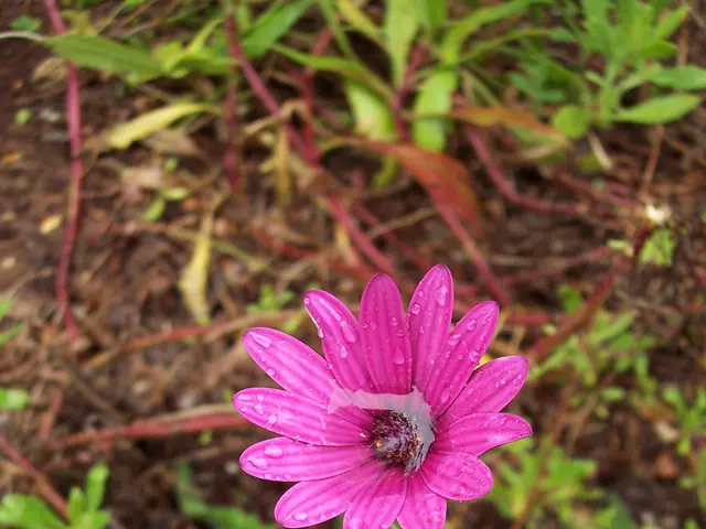 Frequent Watering for Sun-loving Daisies: A Guide to Keeping Them Hydrated
