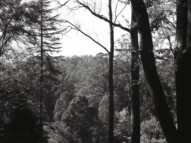 Is it permissible to prune the roots of your neighbor's tree located in your property? Lawyers and...