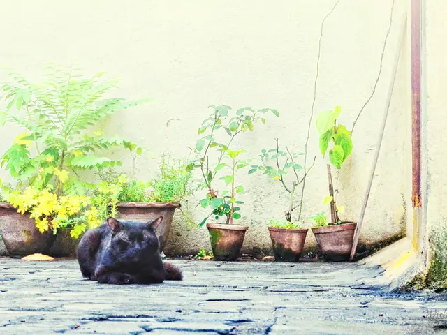 Harmful Vegetation for Felines: A Guide to Toxic Plants for Cats