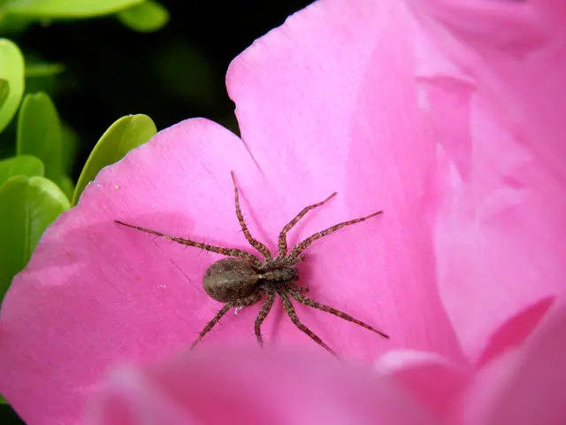 Three fragrances to repel spiders and simultaneously enhance your home's pleasant aroma - a double...