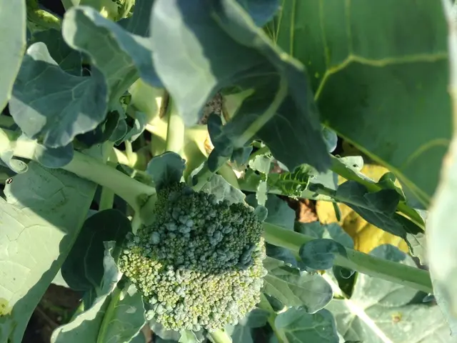 Method for UK Gardeners to Cultivate Broccoli: Detailed Manual for Garden Enthusiasts in the United...