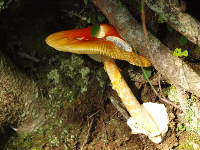 Cryptic Beasts Roaming Moscow: Understanding Their Potential Hazard to Humans and Managing Affected...