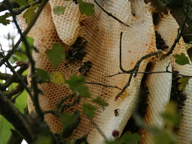 Guide on Assisting Bumble Bees: Practical Steps for Supporting Pollinators
