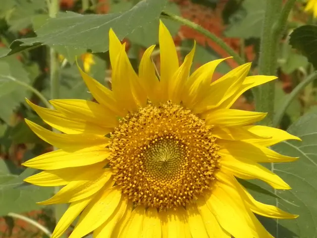 Sunflowers: A Yearly Growth Cycle Explanation
