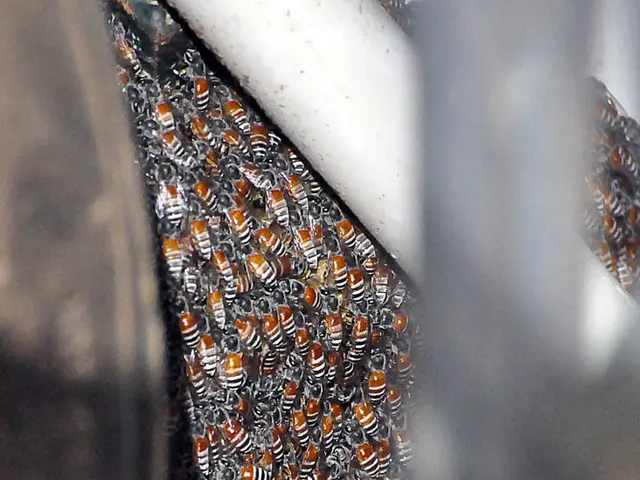 Beekeepers in Sochi yielded over 10 metric tons of honey for the year