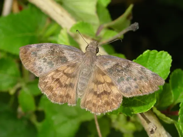 Successful Indoor Plant Pest Eradication Strategies