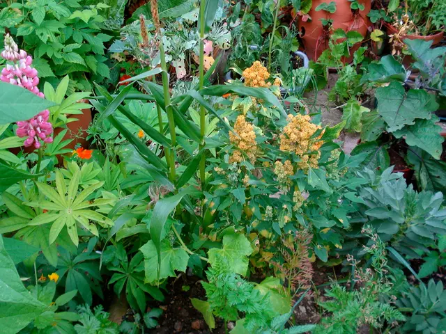 Cutting Back Verbena at the Right Time for an Abundance of Flowers Next Year