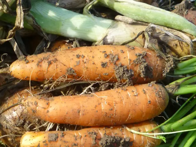 Preparing Ground for Carrots: A Guide on Gardening for Carrot Growth