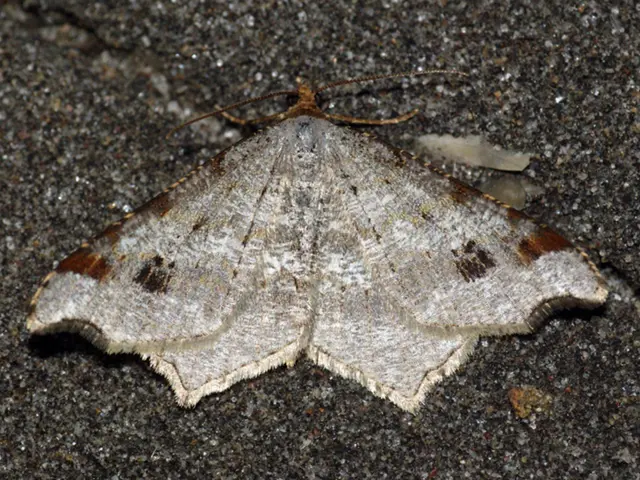 Improving Home Energy Efficiency and Comfort through Crawl Space Insulation