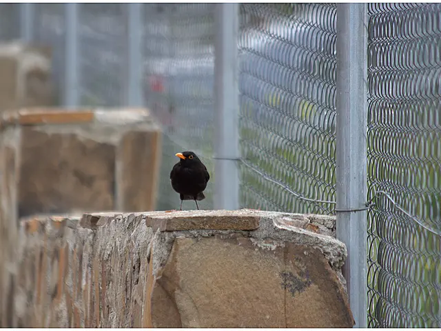 Group of Three at the Aviary Sanctuary