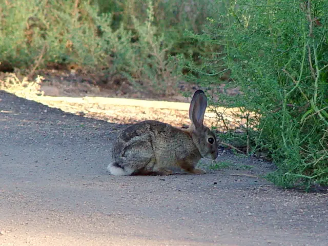 Stunning 'Rabbit Beach' of Italy, a coastal haven with crystal-clear waters captivates visitors.