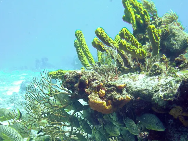 Third-place finisher in the Blackwater Ocean Art competition of 2019, Steven Kovacs.