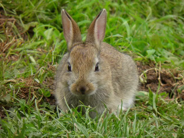 Top-tier rabbit harnesses for secure expeditions in the year 2025