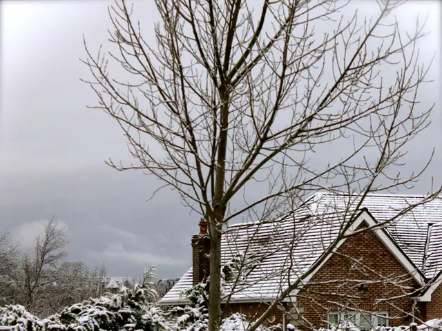 Tending to Your Interior Greenery in the Chilly Seasons