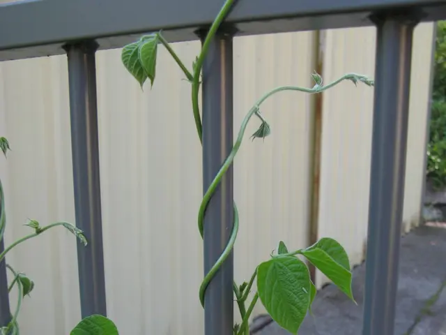 Eliminating Chinese Privet: Guide to Destroying Chinese Privet Shrubs