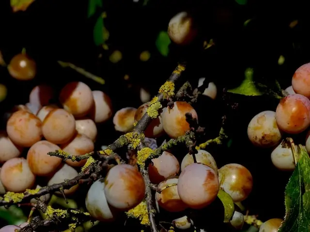Method for increasing vibrant zinnia blossoms by obtaining cuttings and duplicating their growth at...