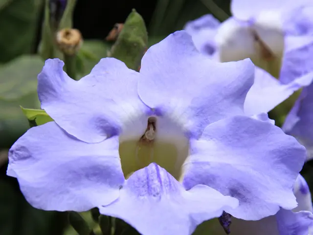 Fall-nurturing blooms: Which annuals to sow in autumn